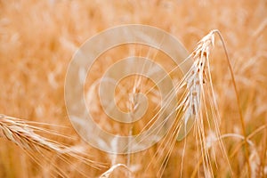 Gold background with wheat ears. Close Up wheat field in harvest season with sunlight