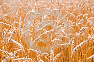 Gold background with wheat ears. Close Up wheat field in harvest season with sunlight