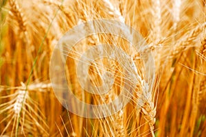 Gold background with wheat ears. Close Up wheat field in harvest season with sunlight