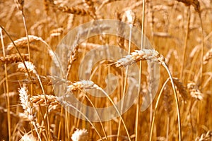 Gold background with wheat ears. Close Up wheat field in harvest season with sunlight