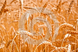 Gold background with wheat ears. Close Up wheat field in harvest season with sunlight