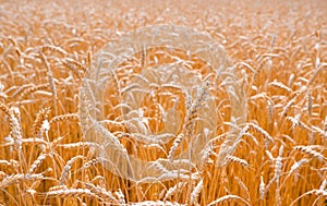 Gold background with wheat ears. Close Up wheat field in harvest season with sunlight