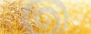 Gold background with wheat ears and free space for text. Panorama_