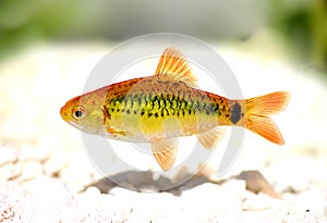 Gold barb Barbodes semifasciolatus Chinese barb aquarium fish