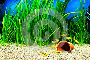 Gold Barb fish in an Aquarium