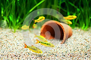 Gold Barb fish in an Aquarium