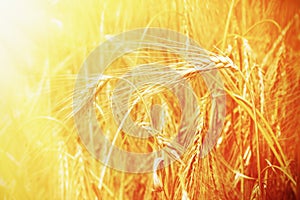 Gold barley ears field background. agriculture, agronomy, indus