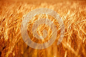 Gold barley field agriculture. Farming, agronomy, industry concept