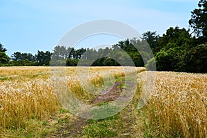 Gold barley field stretched out on both sides of a pathway that leads into a forest in Jeju Island