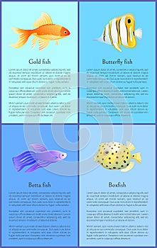 Gold Betta and Bbutterfly Boxfish Fish Color Banner