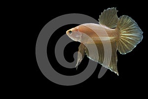 Gold betta fish, fighting fish , siamese fighting fish isolated