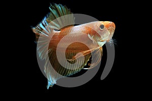 Gold betta fish, fighting fish , siamese fighting fish isolated