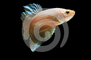 Gold betta fish, fighting fish , siamese fighting fish isolated