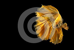 Gold betta fish, fighting fish, Siamese fighting fish
