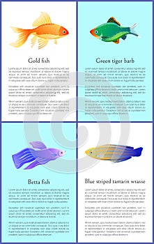 Gold and Betta Fishes Colorful Vector Banners Set