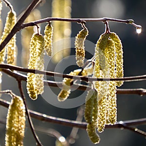 Gold birch catkins and a shining water droplet in spring