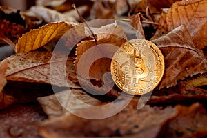 Gold bitcoin with autumn leafes in background