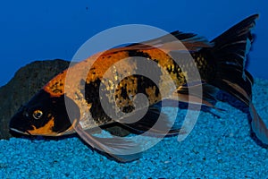 Gold and Black Butterfly Koi