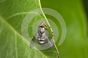 Gold and black fly resting on a leaf