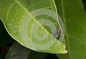 Gold and black fly resting on a leaf