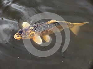 Gold black koi fish