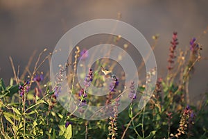 Gold and Black Moth feeding on fllowers