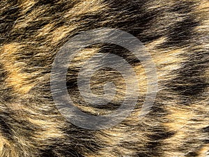 Gold and Black Textured Fur