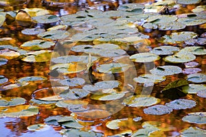 Gold Blue Lily Pads Reflections Van Dusen Gardens photo