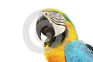 Gold and Blue Macaw Bird Isolated on White Background