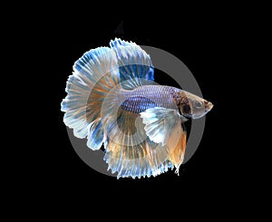 Gold and blue siamese fighting fish halfmoon , betta fish isolated on black background..