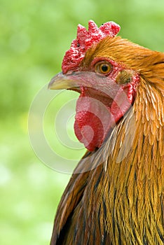 Gold Brahma Cockerel photo