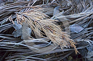 Gold and Brown Frosted Grass and Leaves
