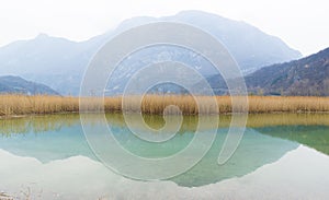 Gold bulrush texture