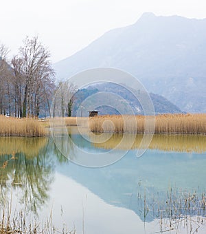 Gold bulrush texture