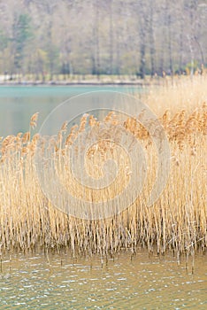 Gold bulrush texture