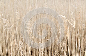 Gold bulrush texture