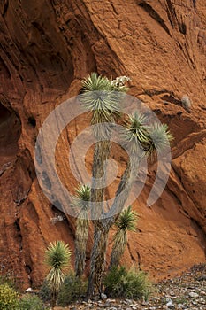 Gold Butte National Monument