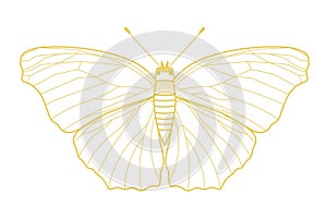 Gold butterfly isolated graphic element design