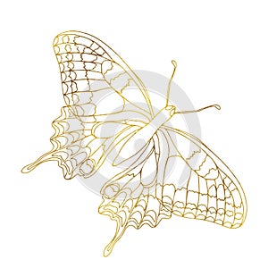 Gold butterfly line art illustration. Butterfly golden foil art illustration. Insect butterfly for stickers, tattoo