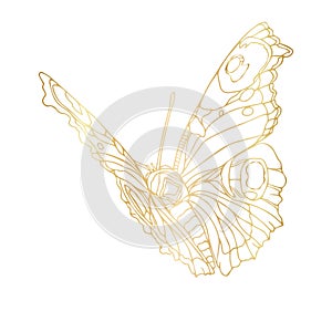 Gold butterfly line art illustration. Butterfly golden foil art illustration. Insect butterfly for stickers, tattoo