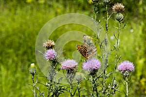 Gold butterfly on purple flowers