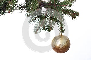 Gold Christmas balls on the green fir branch. White background.