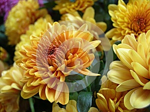 Gold Chrysanthemum photo