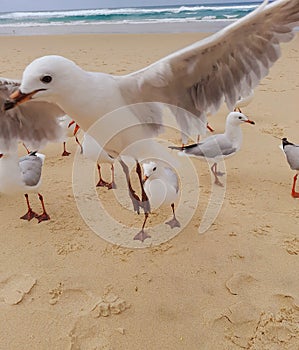 Gold Coast Australia Fly High Seagul photo