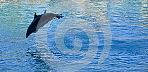 Pair of Bottlenose Dolphins jumping out water in Gold Coast Queensland Australia