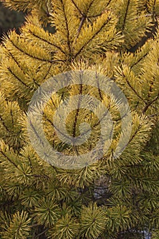 Gold coin golden scotch pine