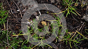 a gold coin lies on a grassy lawn photo