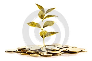 Gold Coins and golden plant