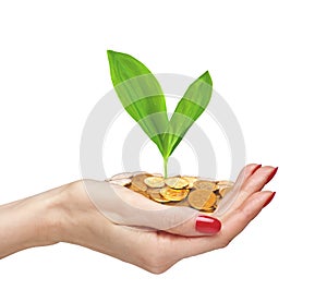 Gold Coins and plant in woman hand isolated on white