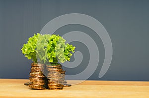 Gold coins stacked with tree growing on top with copy space. Money, saving and investment concept